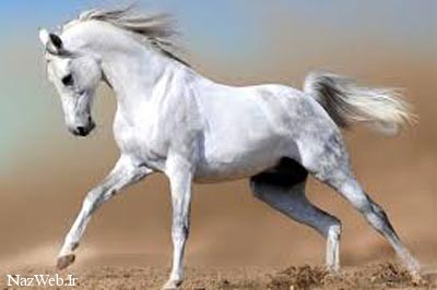 تعبیر خواب اسب