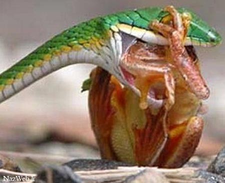 چهره‌های خیالی جهنم؛ مارها، هیولاها 
