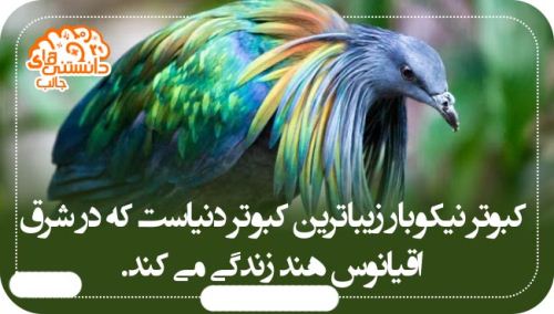 عکس نوشته های دانستنی و بسیار جالب (14)