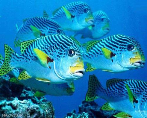 عکس های دیدنی و حیرت انگیز اعماق اقیانوس (3)