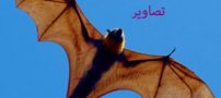 عکس های دیدنی روباه پرنده !