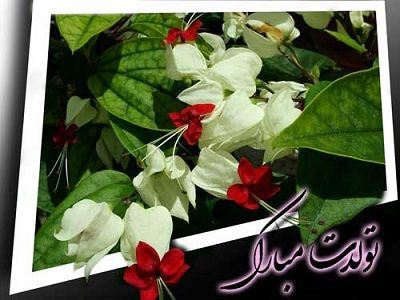 عکس نوشته و متن های تبریک تولد همسر و دوست