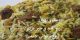 طرز تهیه پلو کلم با سیر برای ناتوانی جنسی