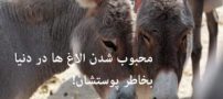 محبوب شدن جنجالی الاغ ها به یکباره در دنیا !!