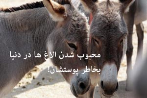 محبوب شدن جنجالی الاغ ها به یکباره در دنیا !! محبوب شدن جنجالی الاغ ها به یکباره در دنیا !!