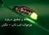 تحقیق و مقاله در مورد موجوادت شب تاب + (عکس)