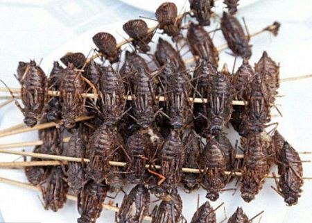 غذاهای تهیه شده از حشرات با ارزش غذایی !! + عکس