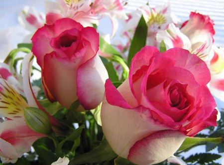 عکس گل های رز، عاشقانه و زیبا (1)