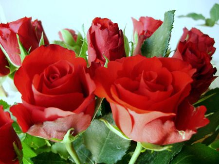 عکس گل های رز، عاشقانه و زیبا (1)