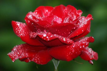 عکس گل های رز، عاشقانه و زیبا (1)