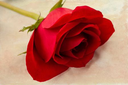 عکس گل های رز، عاشقانه و زیبا (1)