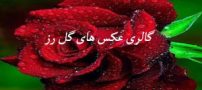 عکس گل های رز، عاشقانه و زیبا (1)
