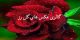 عکس گل های رز، عاشقانه و زیبا (1)
