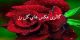 عکس گل های رز، عاشقانه و زیبا (1)
