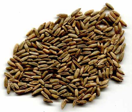 خواص گندم سیاه (چاودار)