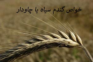 خواص گندم سیاه (چاودار) خواص گندم سیاه (چاودار)