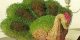 آموزش کاشت سبزه به شکل طاووس ویژه نوروز 96