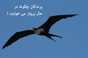 دنیای دانستنی، پرندگان چگونه در حال پرواز می خوابند ! دنیای دانستنی، پرندگان چگونه در حال پرواز می خوابند !