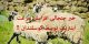 داغ ترین خبر؛ استفاده از گوسفندان برای افزایش سرعت اینترنت
