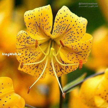 عکس نوشته و متن های زیبای صبح بخیر برای تلگرام (4)