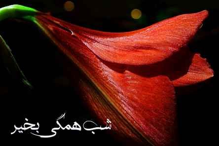عکس نوشته و جملات زیبای شب بخیر برای تلگرام (1)