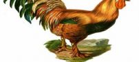 سال خروس چه سالی است