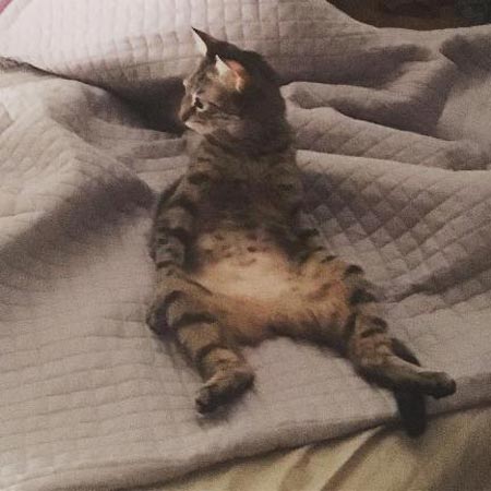 تعجب هانیه توسلی از نحوه خوابیدن گربه اش سوژه شد + تصاویر