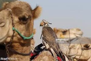 تصاویر ملکه زیبایی شترها با 31 میلیون دلار جایزه !!