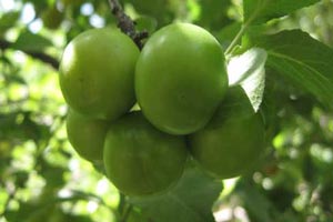 خواص گوجه سبز یا آلوچه