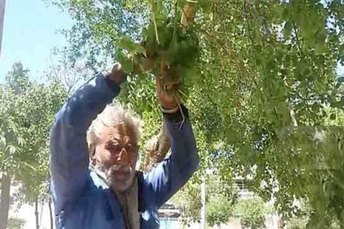 اعتیاد مردی به خوردن شاخ و برگ درختان (تصاویر)