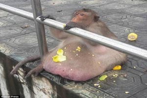 زشت ترین و شکم گنده ترین میمون دنیا را ببینید زشت ترین و شکم گنده ترین میمون دنیا را ببینید