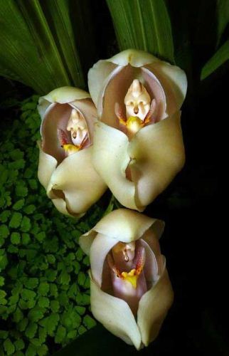 زیباترین گل های ارکیده برای ابراز عشق با اسم و مشخصات