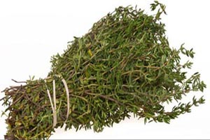 شناخت و خواص معجزه آسای گیاه آنخ (کاکوتی) شناخت و خواص معجزه آسای گیاه آنخ (کاکوتی)
