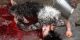 تصاویر تکه تکه کردن بدن دختران باکره (18+)
