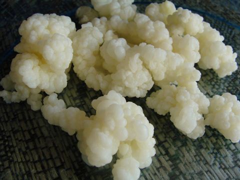قارچ کفیر چیست و چه خواصی دارد