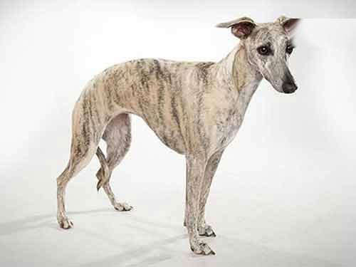 انواع نژاد سگ؛ معرفی 27 سگ خانگی، نگهبان و شکاری با عکس انواع نژاد سگ؛ معرفی 27 سگ خانگی، نگهبان و شکاری با عکس