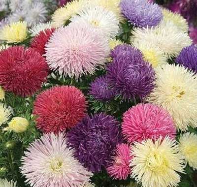 آموزش کاشت و نگهداری گل زیبای مینا