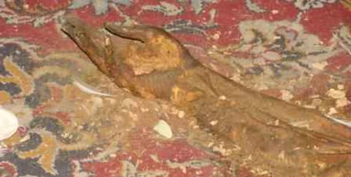 کشف جسد مردی بعد یکسال در خانه اش در دزفول ( تصاویر 18+)