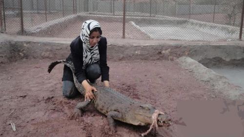 رابطه جنجالی دختر زیبای ایرانی با کروکودیل ها! تصاویر