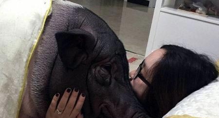 رابطه جنسی و تکان دهنده دختری با خوک (18+ عکس)