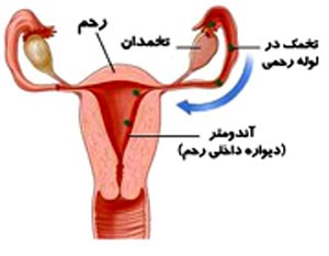 بهترین زمان باروری زنان برای بارداری پس از قائدگی