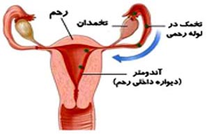 بهترین زمان باروری زنان برای بارداری پس از قائدگی بهترین زمان باروری زنان برای بارداری پس از قائدگی