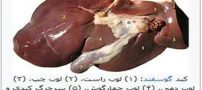 کبد کجای بدن است ؟مقاله و تحقیق کامل