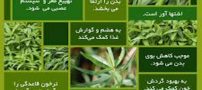 سبزی های مورد نیاز انواع خورش، آش، سوپ