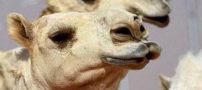بوتاکس و عمل زیبایی 12 شتر سعودی جنجالی شد! + عکس