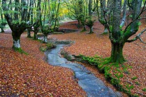 عکس های حیرت انگیزترین پارک زیبای جهان در استرالیا عکس های حیرت انگیزترین پارک زیبای جهان در استرالیا