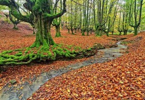 عکس های حیرت انگیزترین پارک زیبای جهان در استرالیا