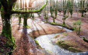 عکس های حیرت انگیزترین پارک زیبای جهان در استرالیا