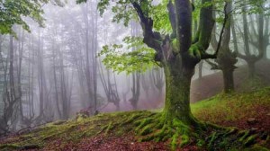 عکس های حیرت انگیزترین پارک زیبای جهان در استرالیا