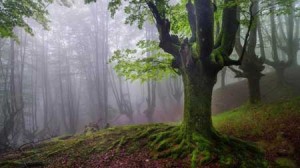 عکس های حیرت انگیزترین پارک زیبای جهان در استرالیا